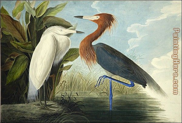 John James Audubon Reddish Egret